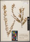 Foto von Salix wilhelmsiana M. Bieb.